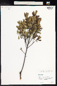 Myrica gale image