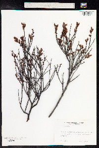Myrica gale image