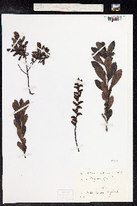Myrica gale image