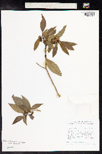 Myoporum sandwicense image