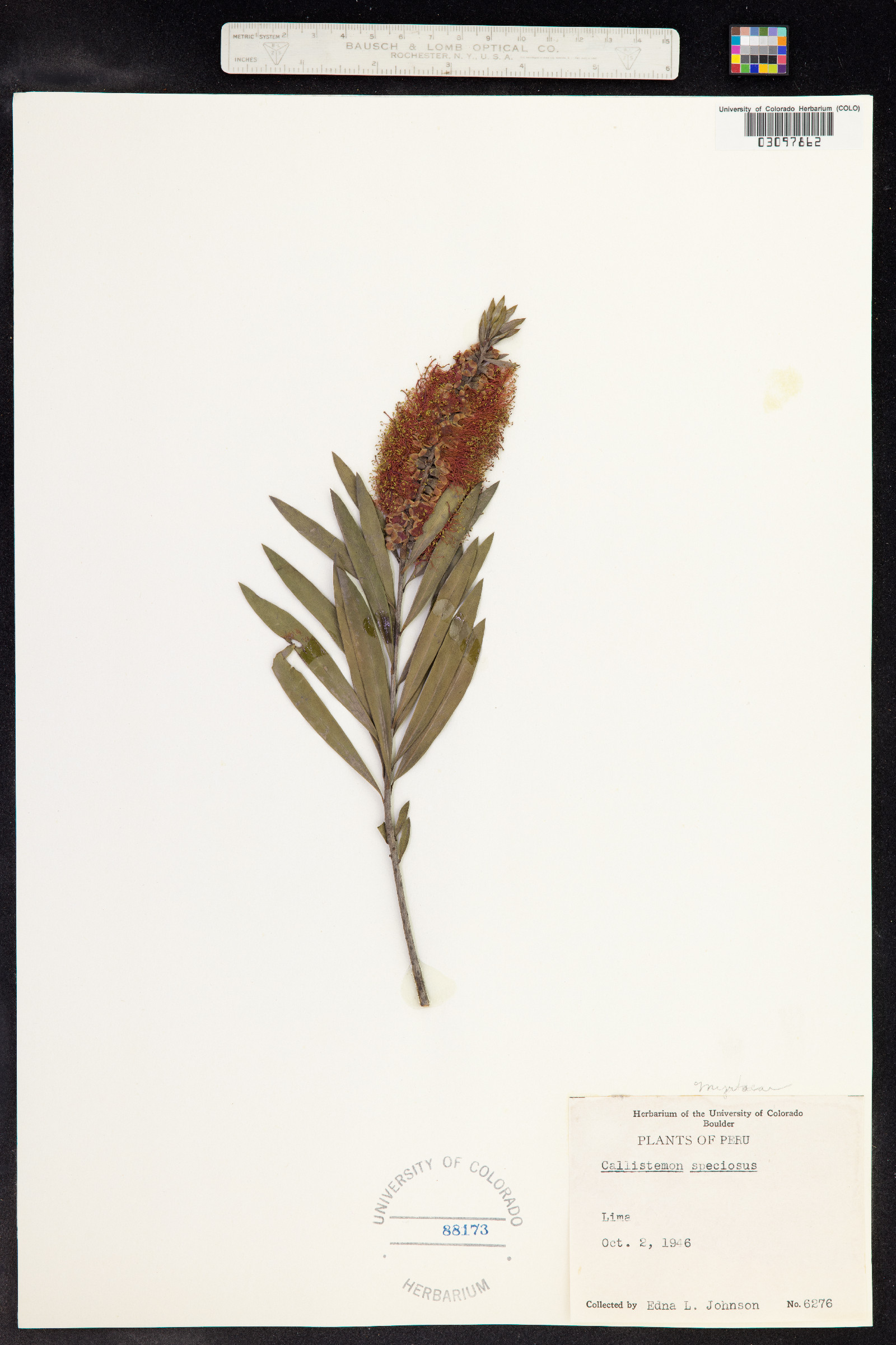 Callistemon image