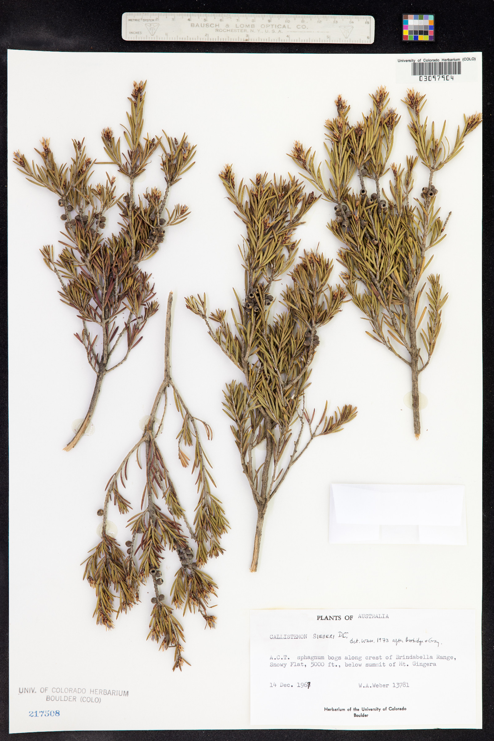 Callistemon sieberi image