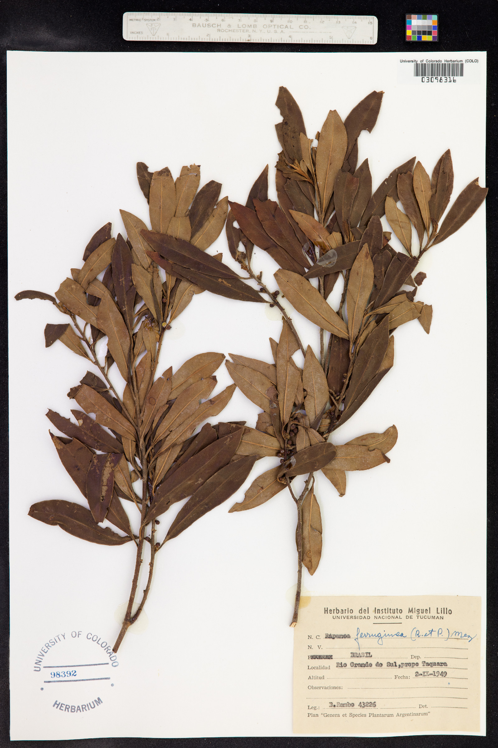 Myrsine coriacea image