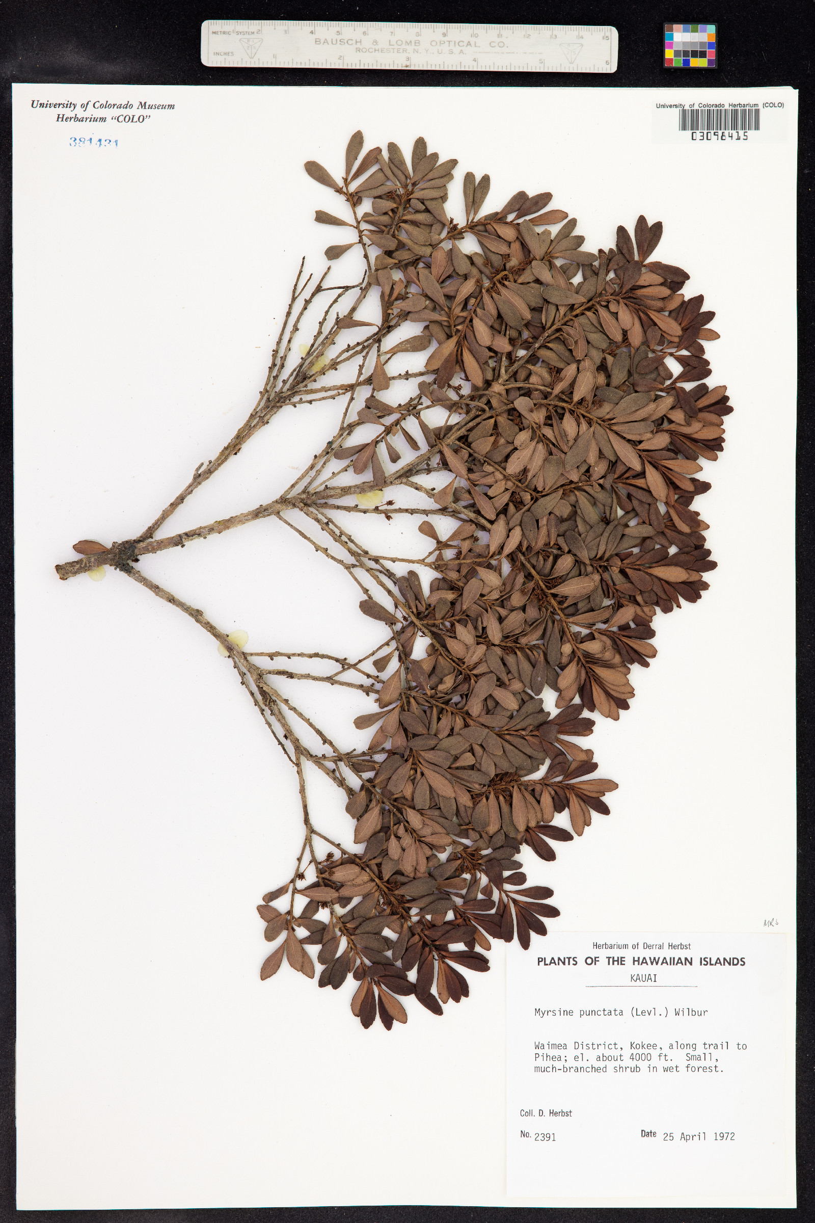 Myrsine punctata image