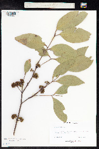 Eucalyptus dives image