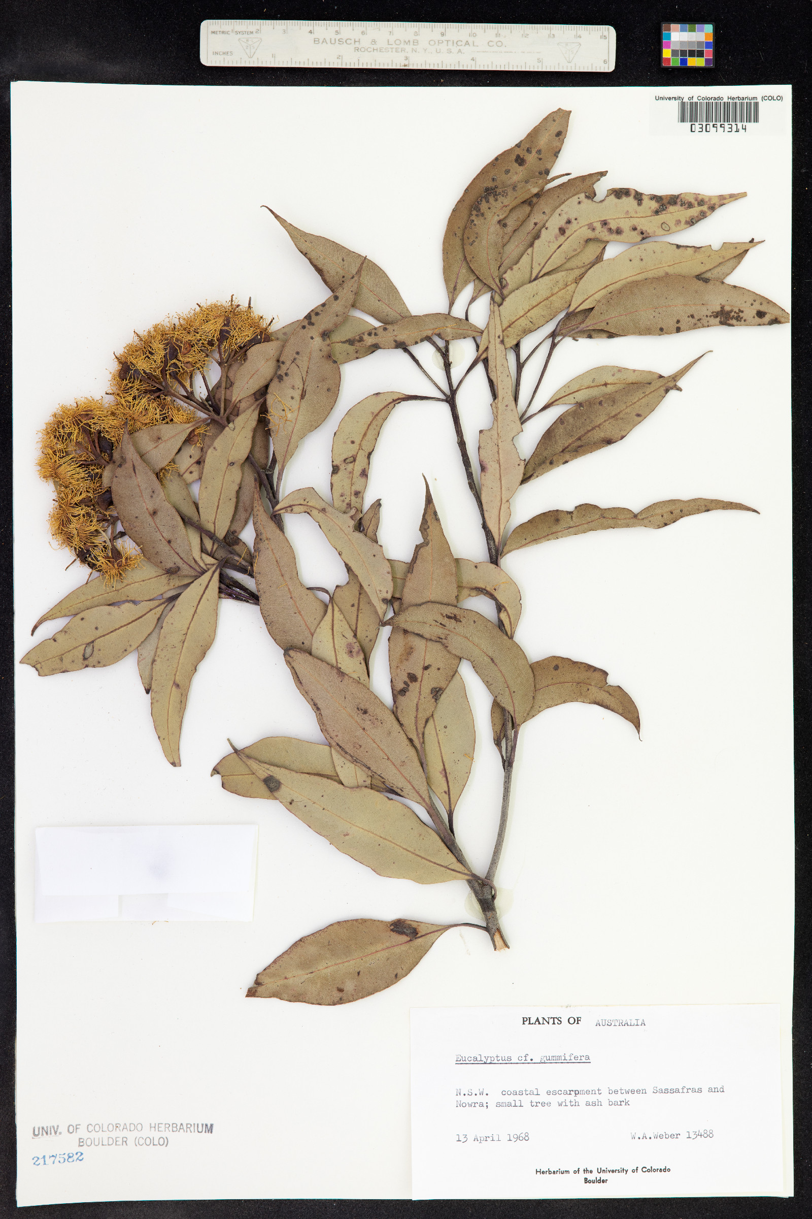 Corymbia gummifera image
