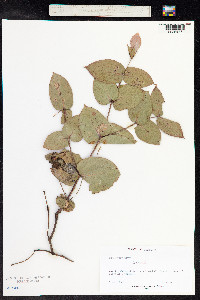 Eucalyptus dives image