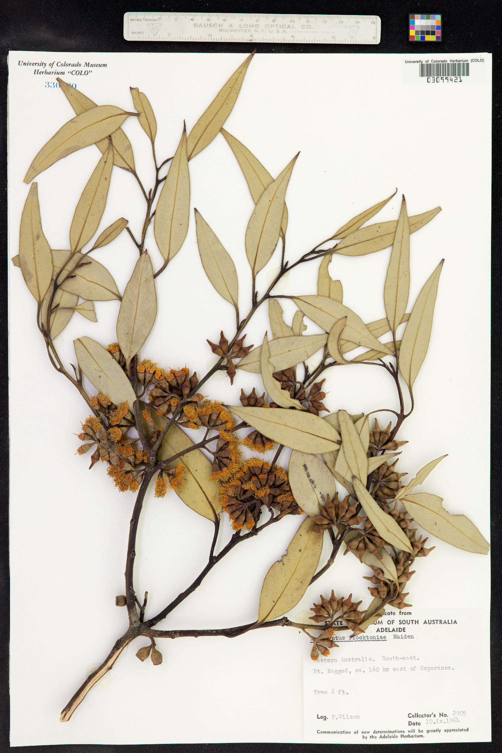 Eucalyptus flocktoniae image