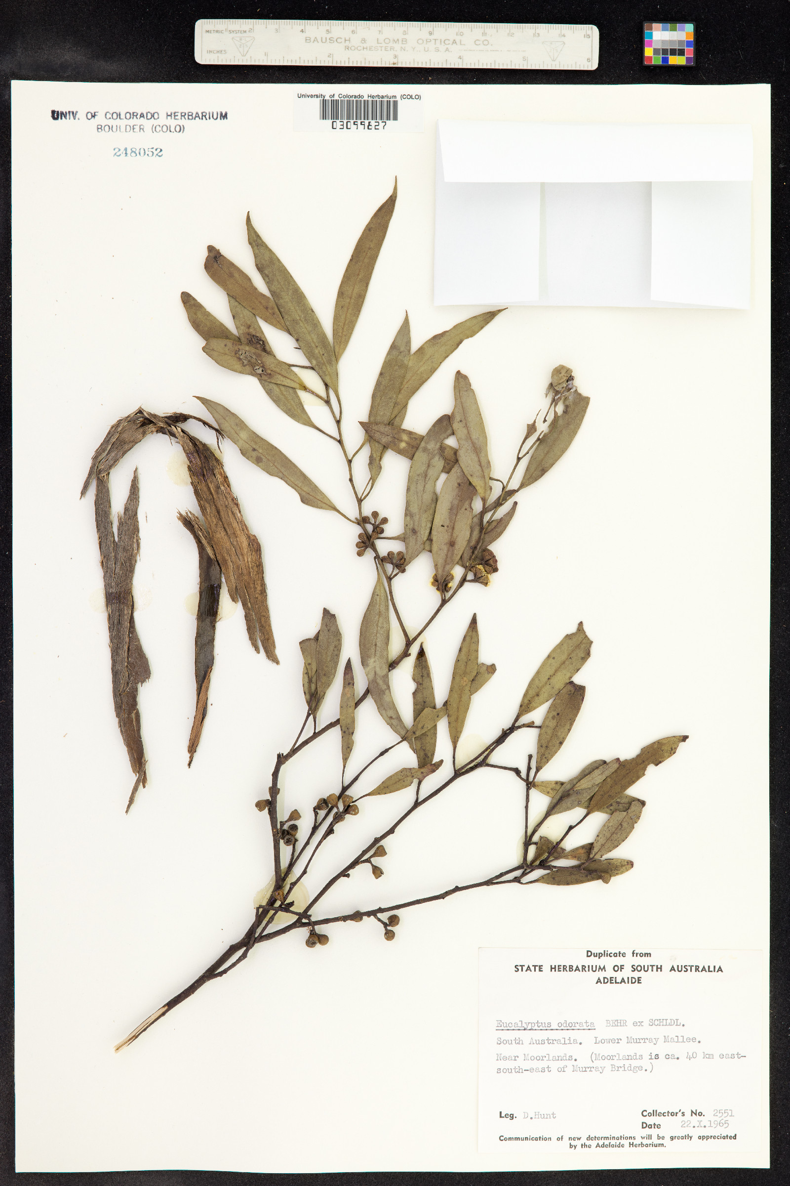 Eucalyptus odorata image