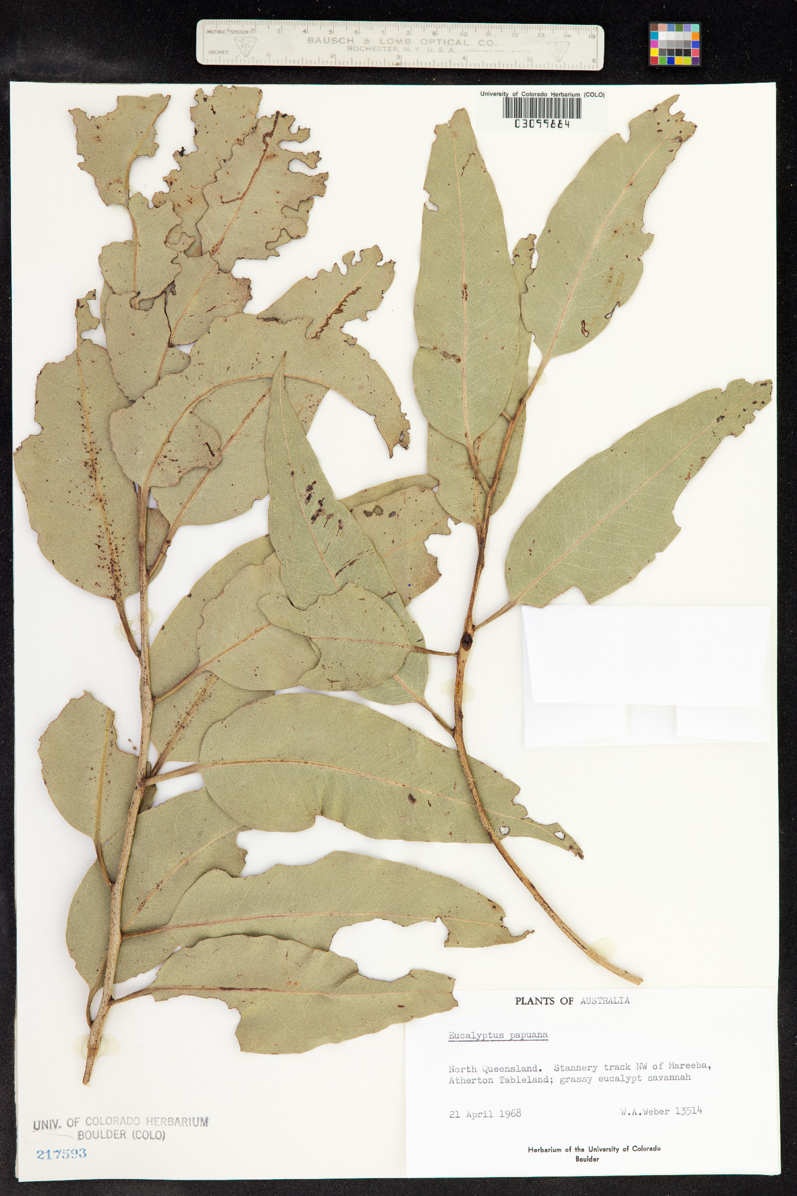 Corymbia papuana image