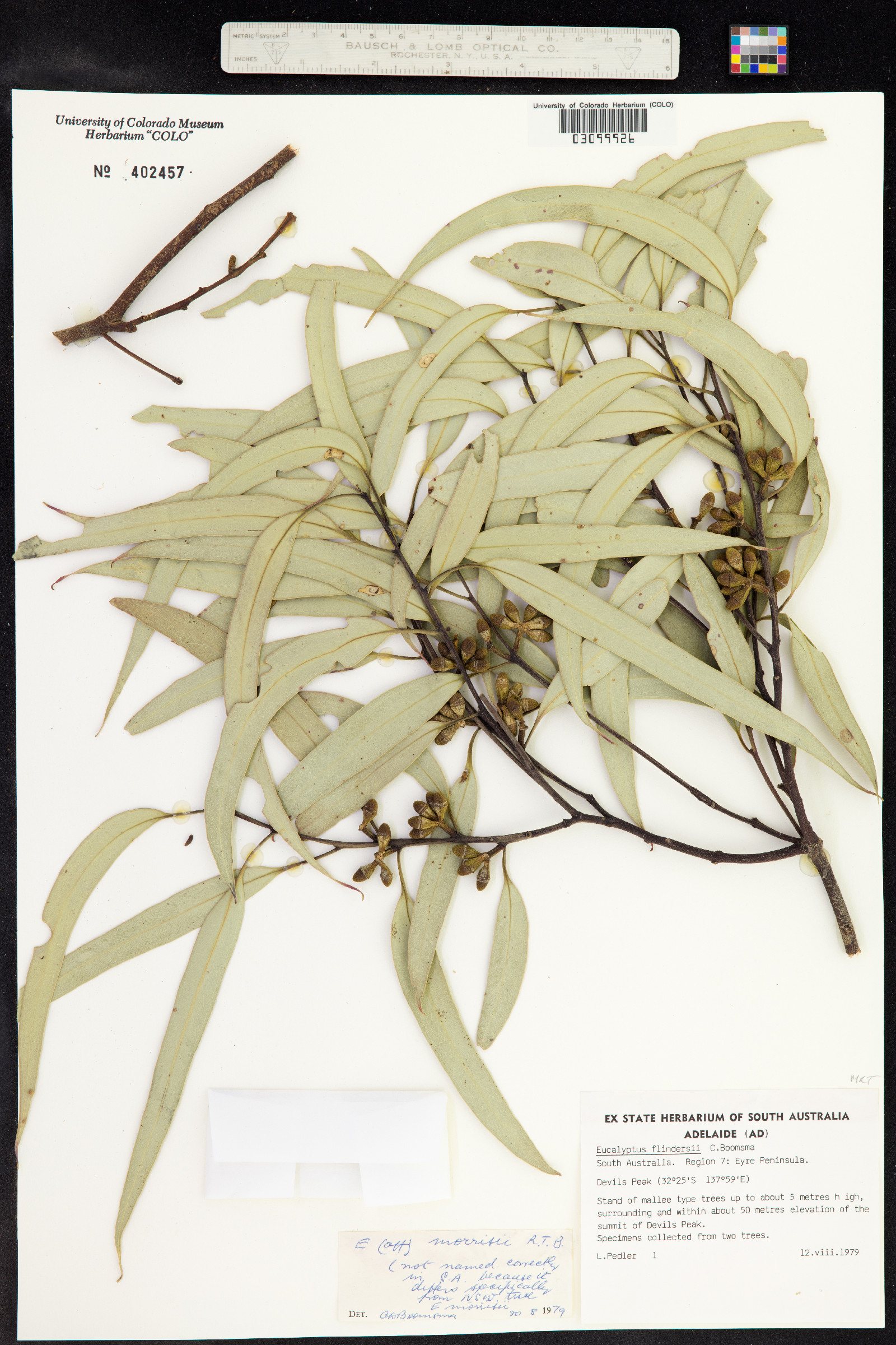 Eucalyptus morrisii image