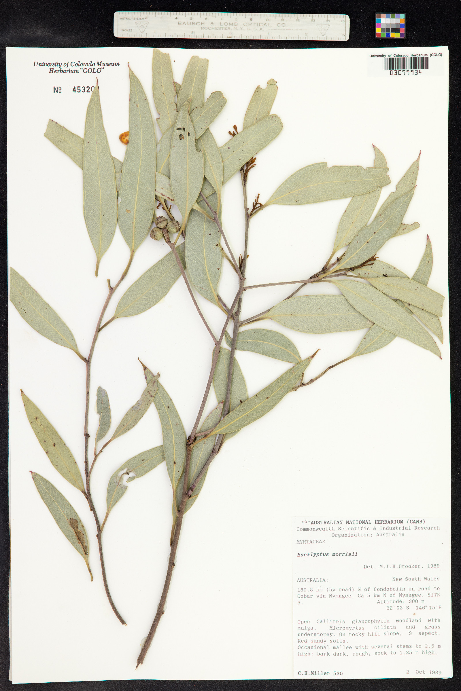 Eucalyptus morrisii image