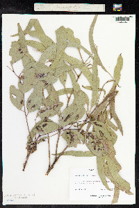 Eucalyptus melliodora image