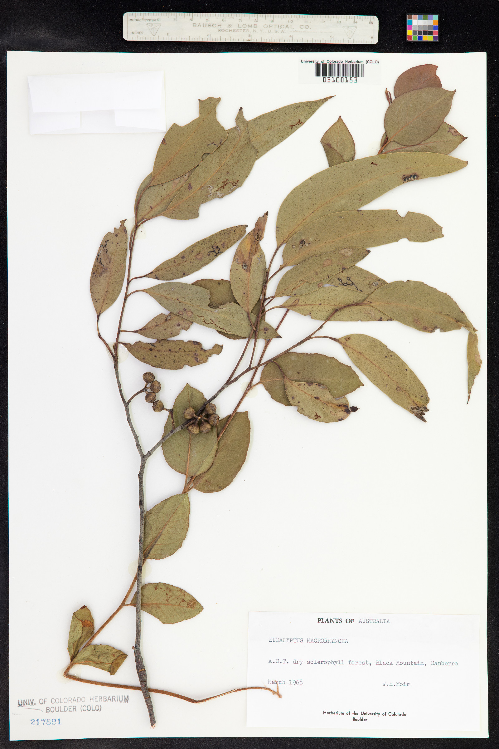 Eucalyptus macrorhyncha image