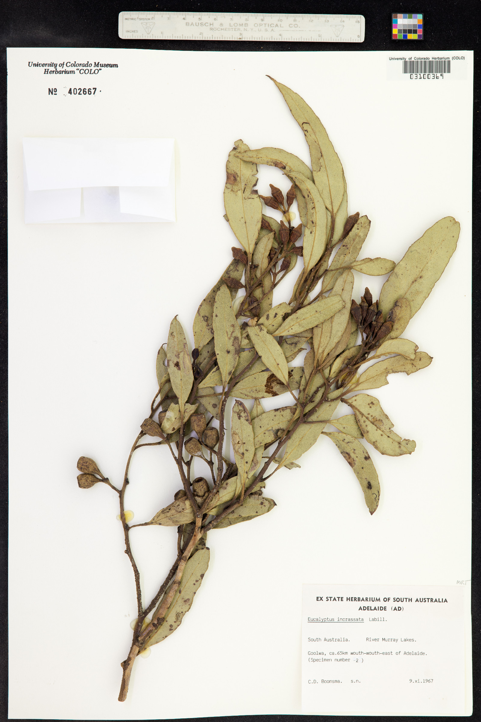 Eucalyptus incrassata image