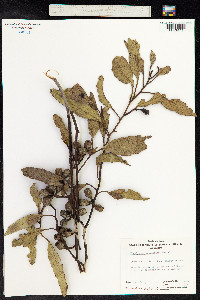 Eucalyptus incrassata image