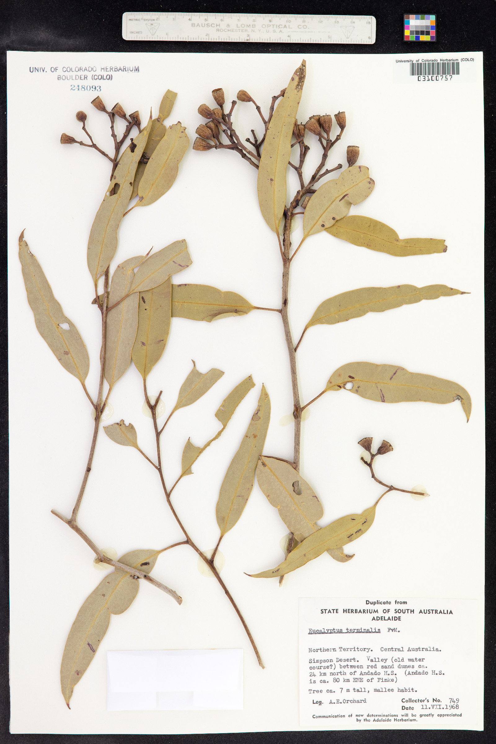 Corymbia terminalis image