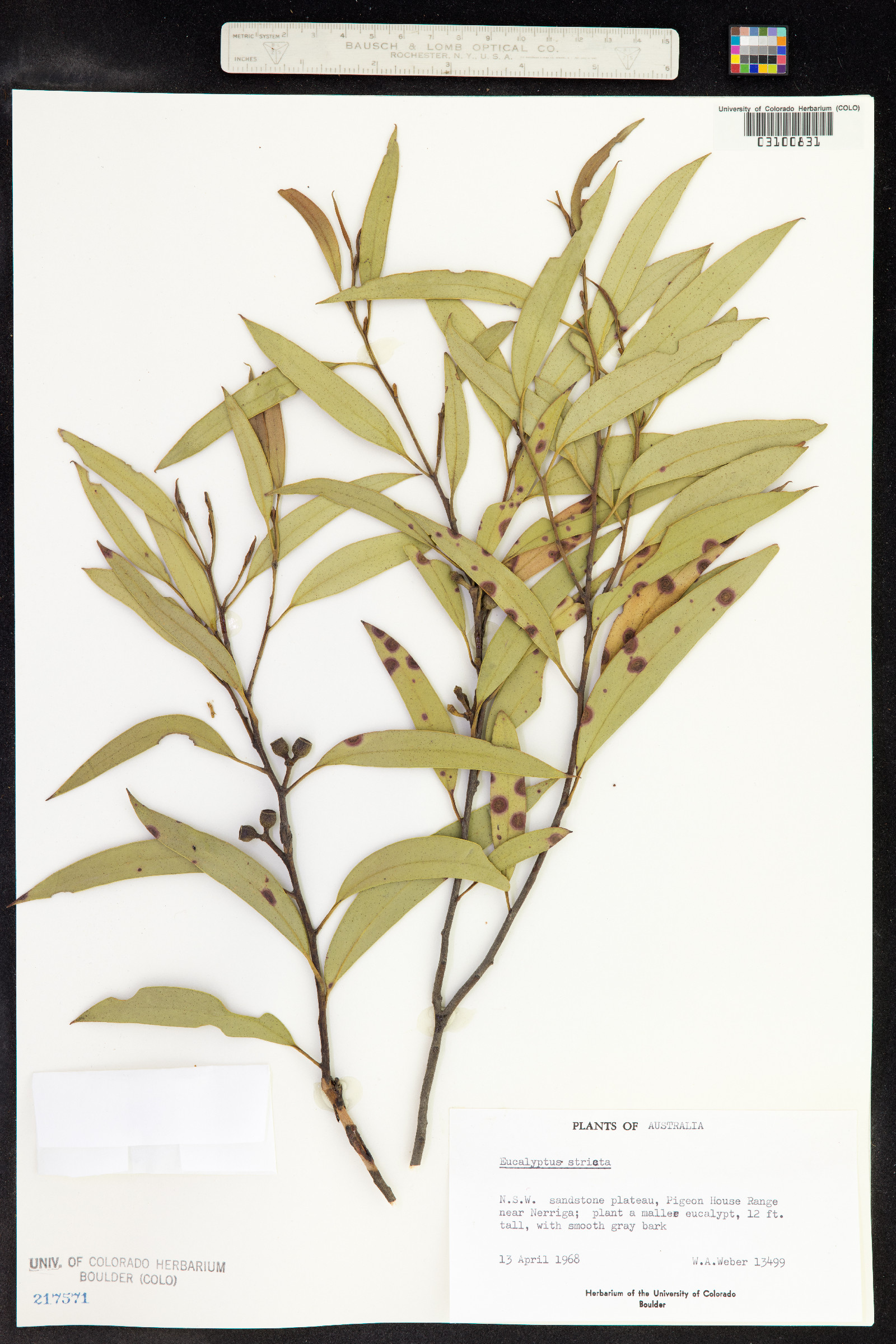 Eucalyptus stricta image