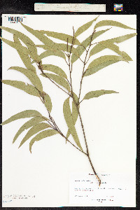 Eucalyptus robusta image
