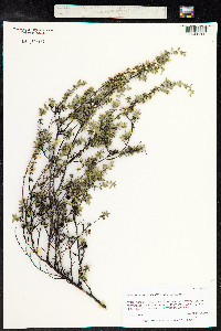 Leptospermum scoparium image