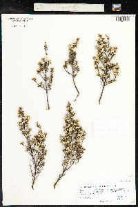 Leptospermum scoparium image