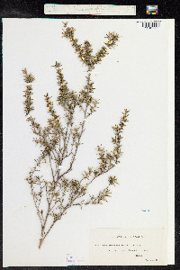 Leptospermum scoparium image