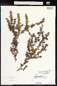 Leptospermum scoparium image