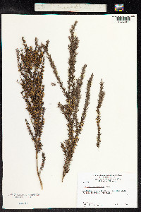 Leptospermum scoparium image