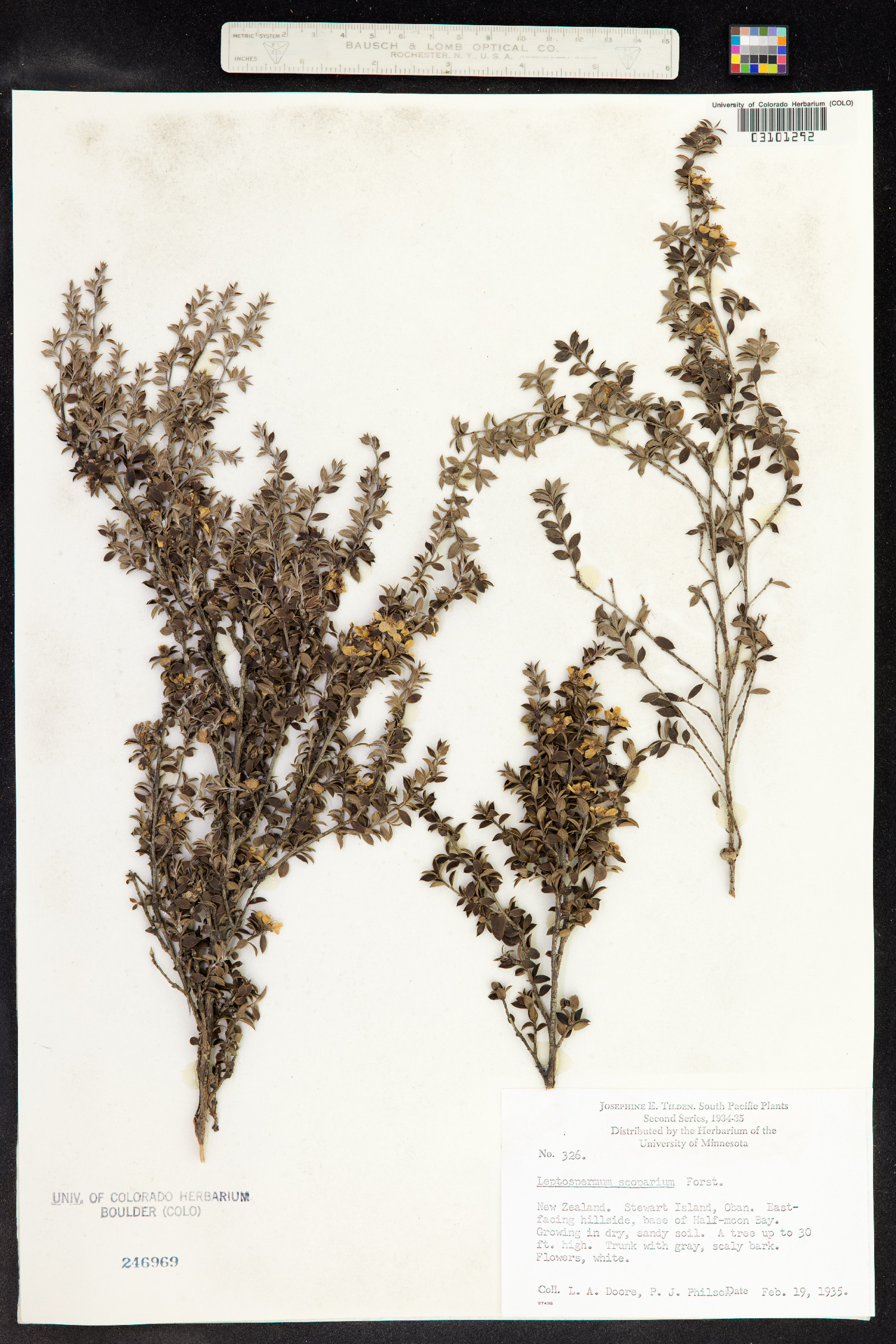Leptospermum scoparium image