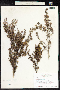 Leptospermum scoparium image