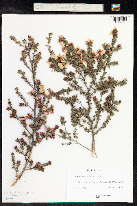 Leptospermum scoparium image