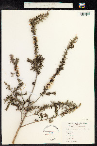 Leptospermum scoparium image