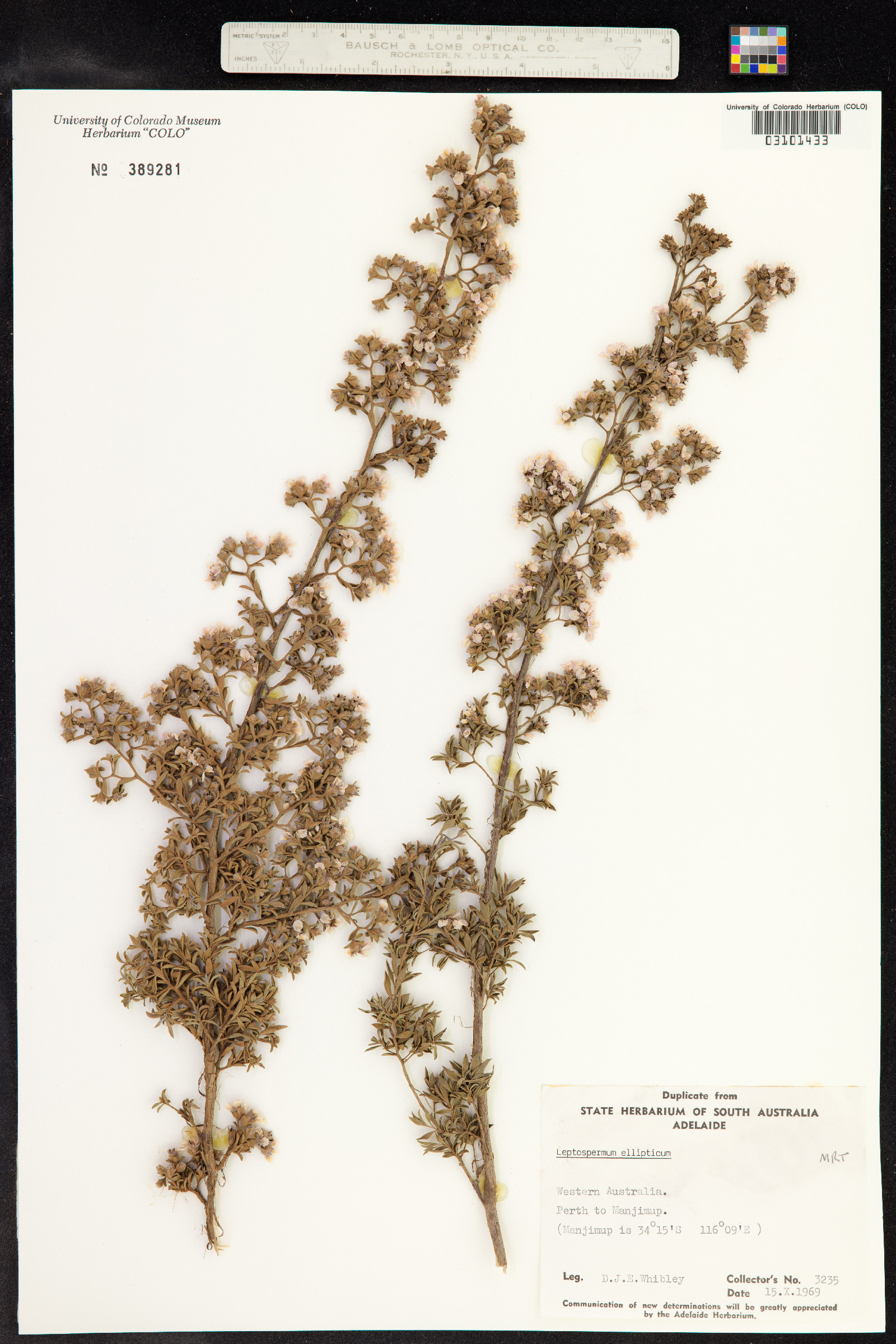 Kunzea ericoides image