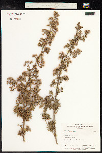 Kunzea ericoides image