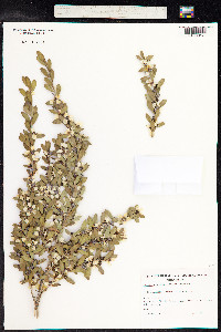 Leptospermum laevigatum image