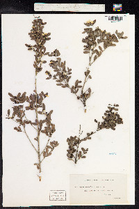 Leptospermum laevigatum image