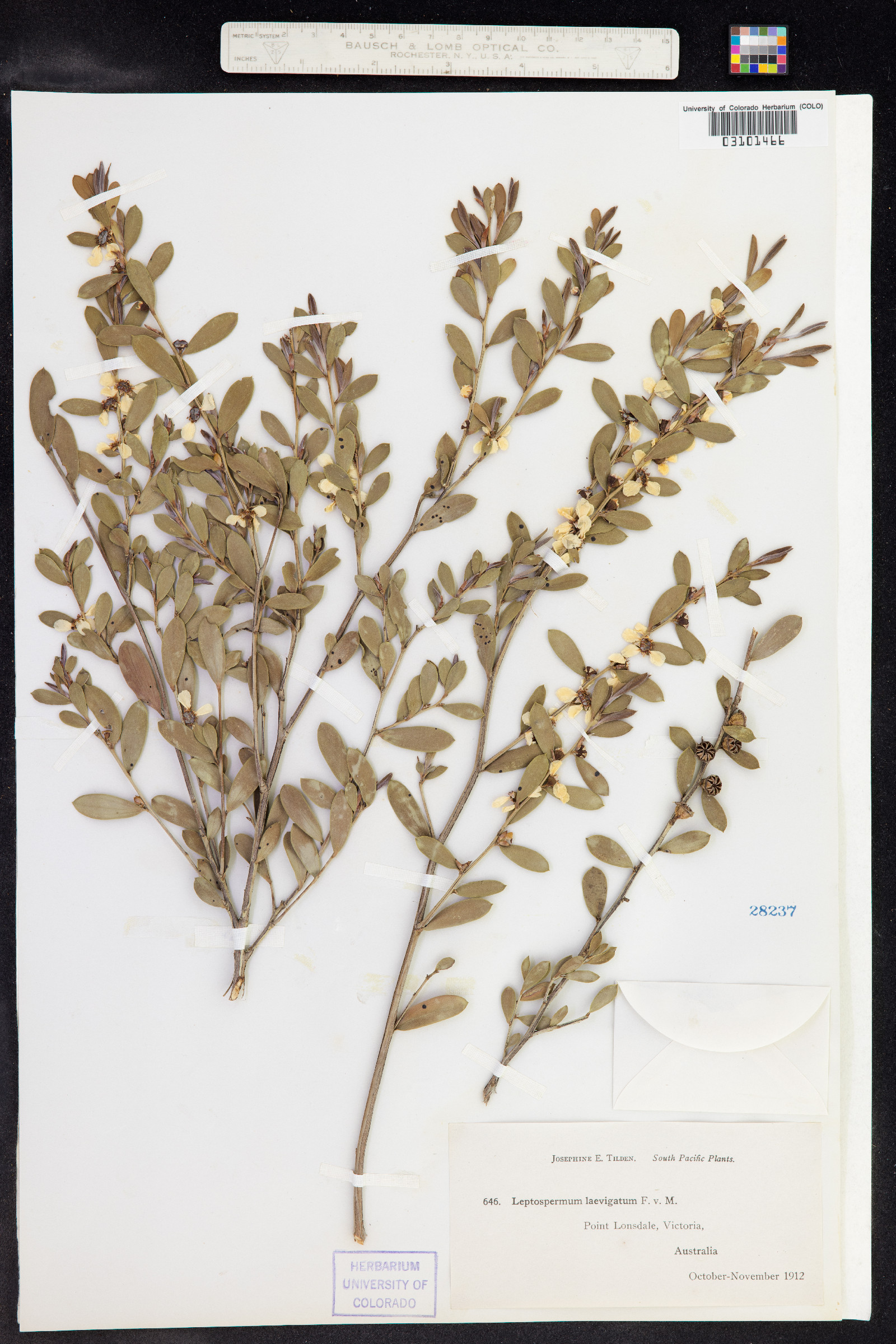 Leptospermum laevigatum image