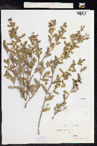 Leptospermum laevigatum image