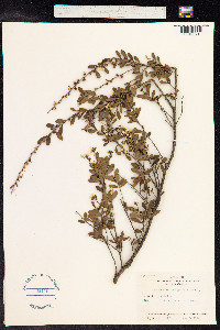 Leptospermum laevigatum image