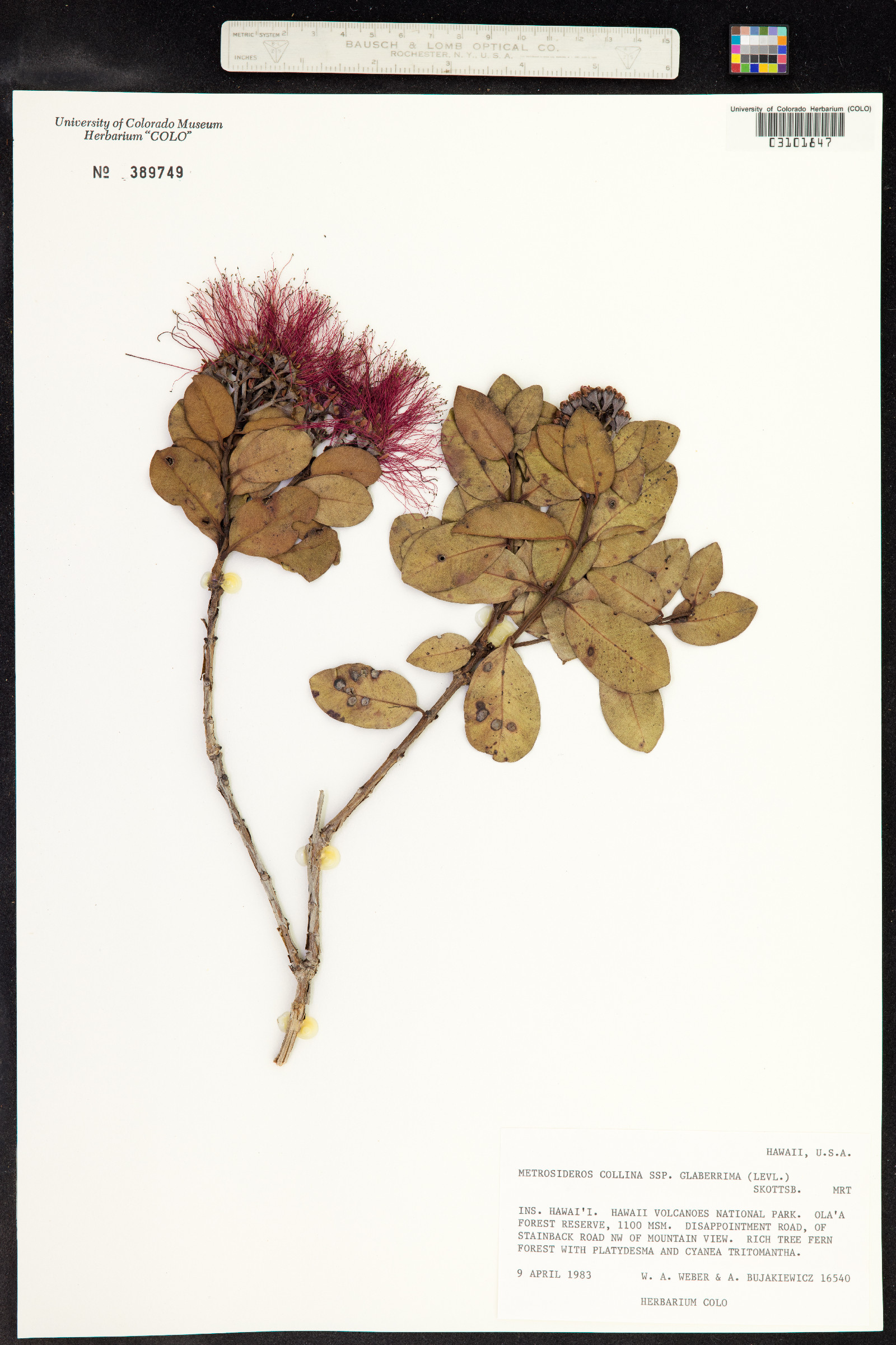 Metrosideros polymorpha var. polymorpha image