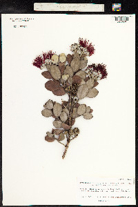 Metrosideros polymorpha var. polymorpha image