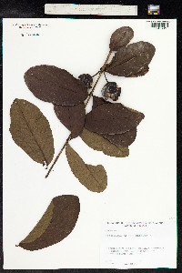 Psidium guajava image