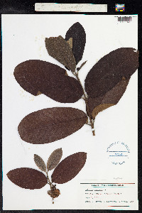 Psidium guajava image