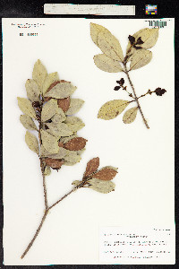 Psidium cattleianum image