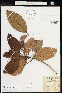 Pimenta dioica image