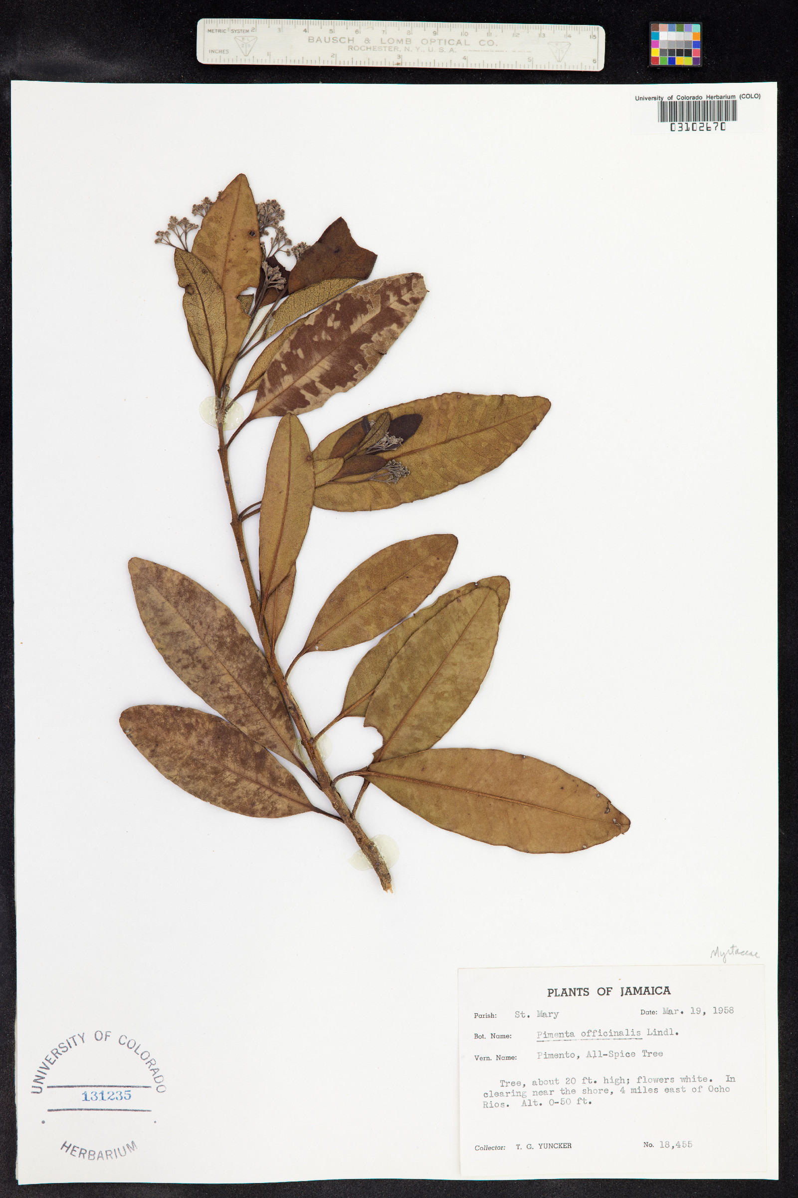 Pimenta dioica image