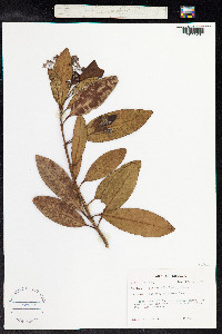 Pimenta dioica image