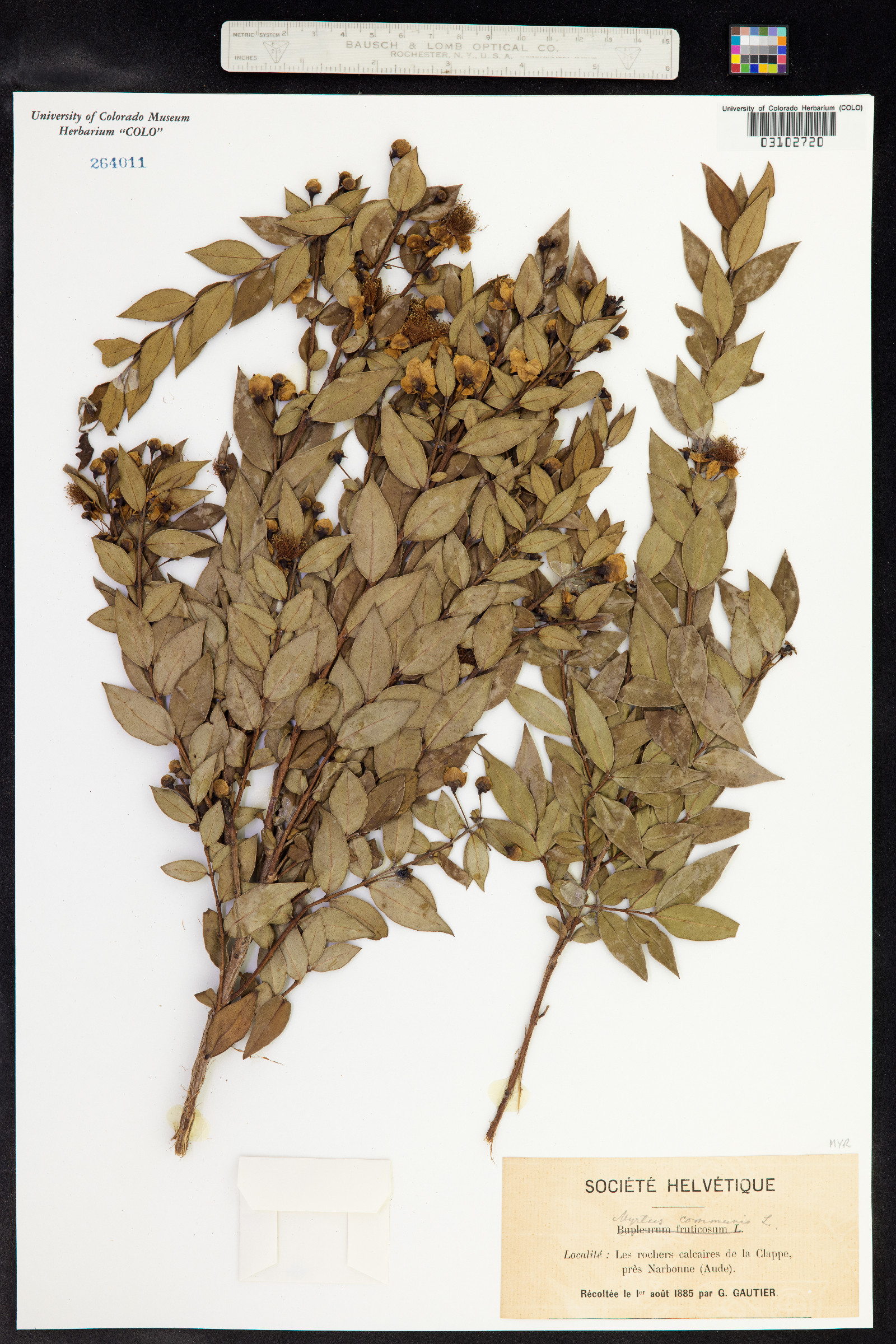 Myrtus communis image