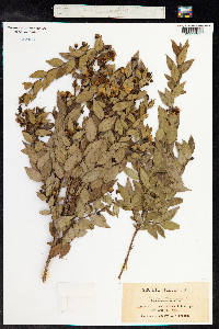 Myrtus communis image