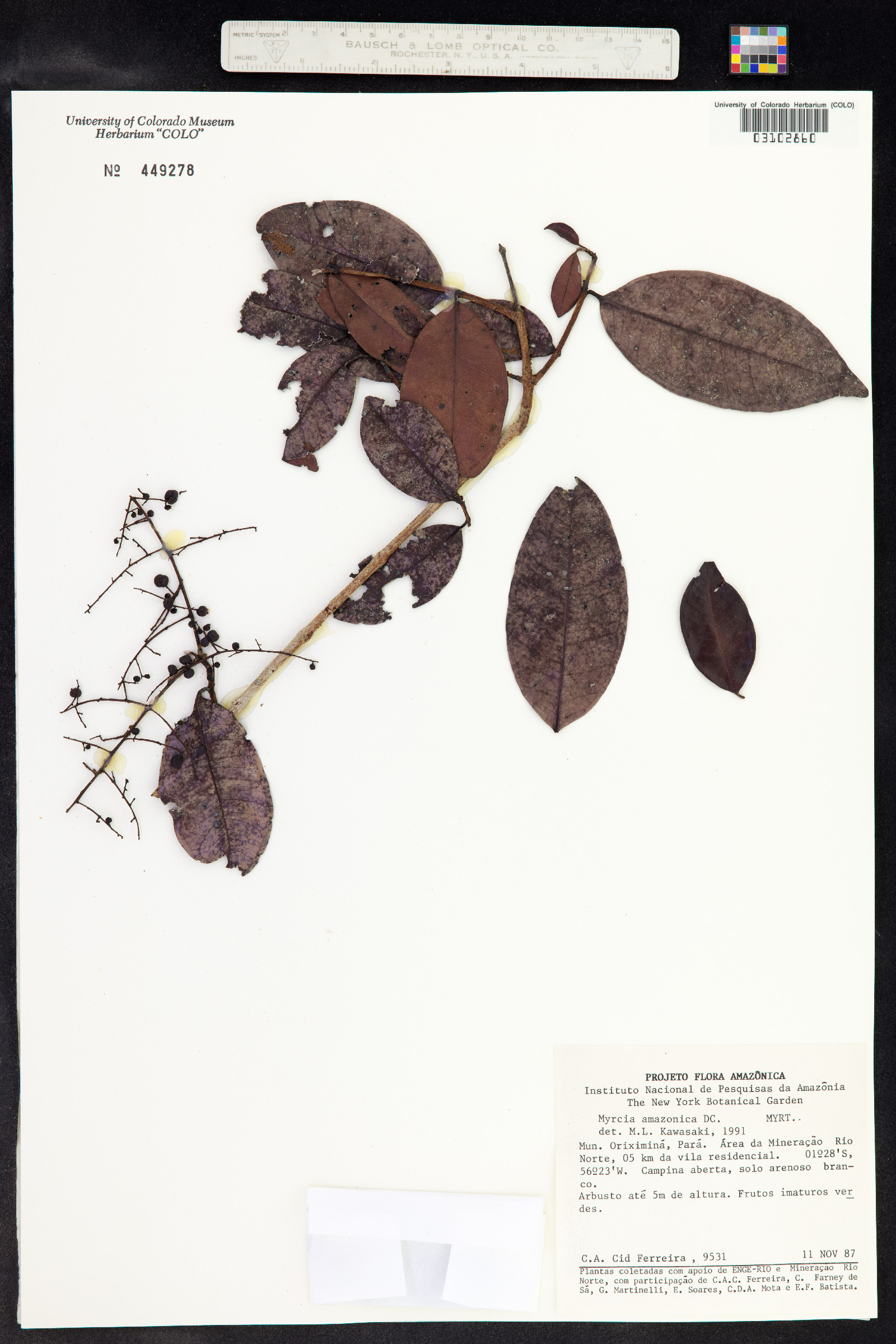Myrcia image
